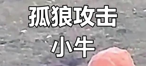 开云体育网页版-战术层次分明，球探深度解析激烈对抗的简单介绍