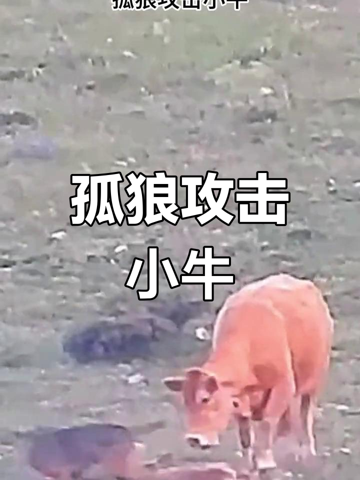 战术层次分明，球探深度解析激烈对抗的简单介绍